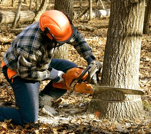 Tree Removal in Lee Center, IL